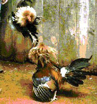 Real Cockfighting