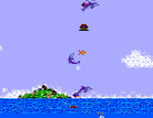 Ecco the Dolphin