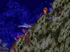 Ecco the Dolphin